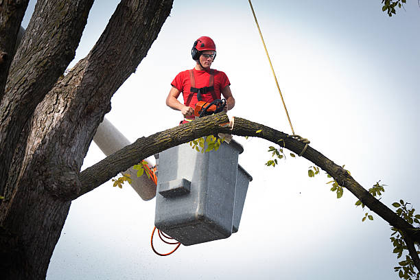 Best Tree Root Removal  in Gainesville, TX